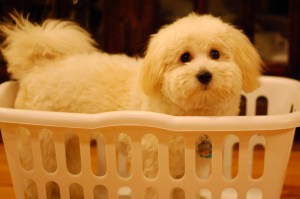 Jasko in a basket