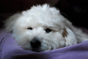 Jasko on my bean bag